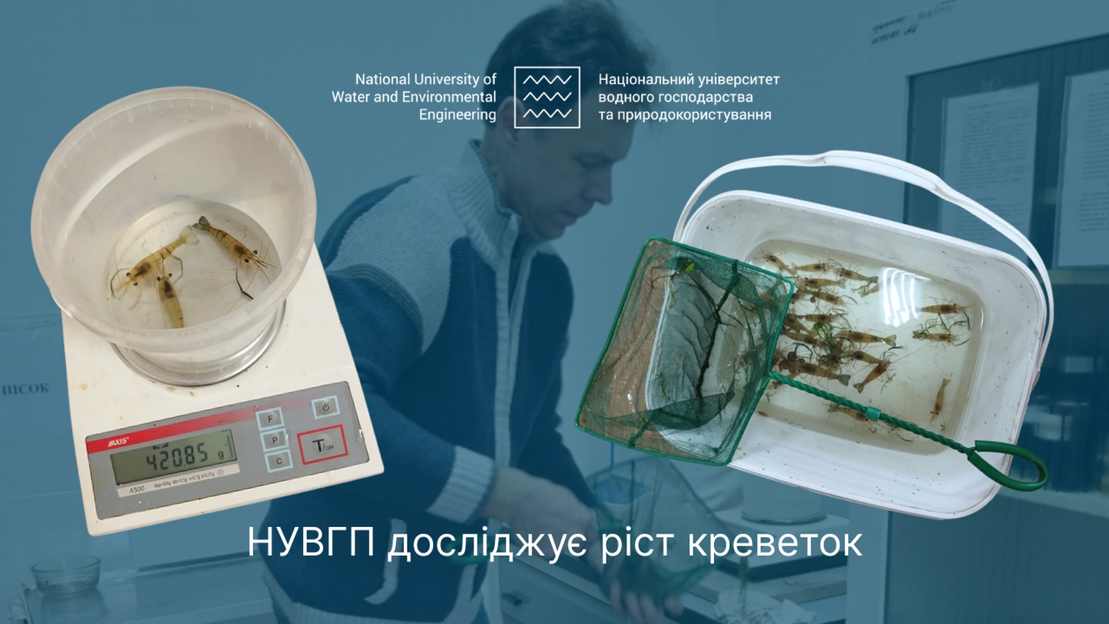 НУВГП досліджує ріст креветок